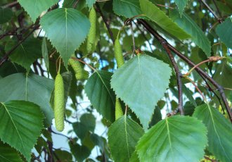 Huş ( Çalı Formlu ) / betula pendula roth