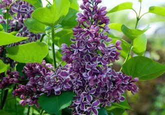 Leylak / Syringa vulgaris