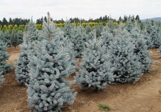 Baston Mavi Ladin / picea pungens ''globosa tree''