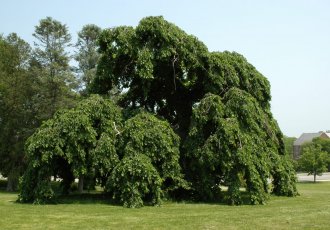 Karaağaç / Ulmus glabra