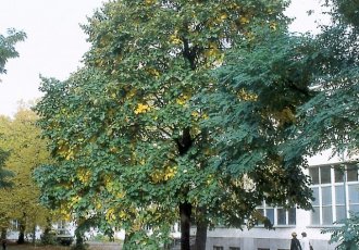 Ihlamur / tilia tomentosa