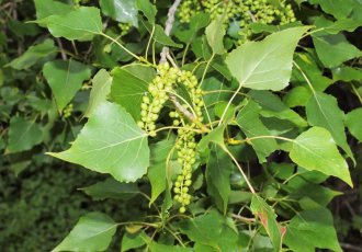 Kavak (Çalı Formu) /  Populus nigra